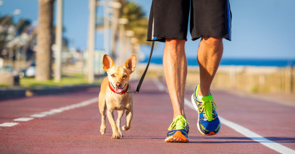 How to Put on a Dog Harness Easy Walk? Petmegoo