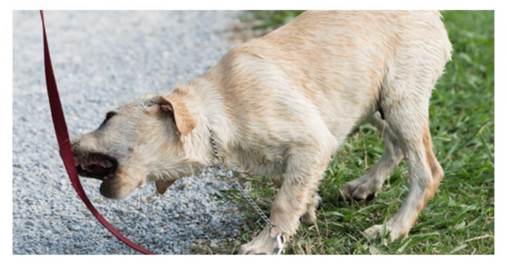 How to Stop Dog Biting Leash When Walking? Petmegoo