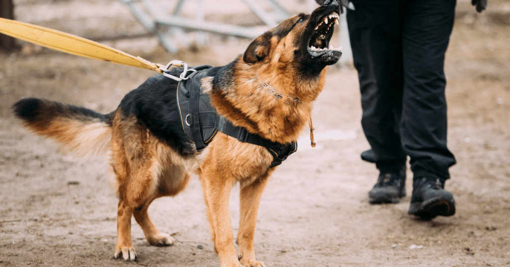 How to Stop Dog Biting Leash When Walking? Petmegoo