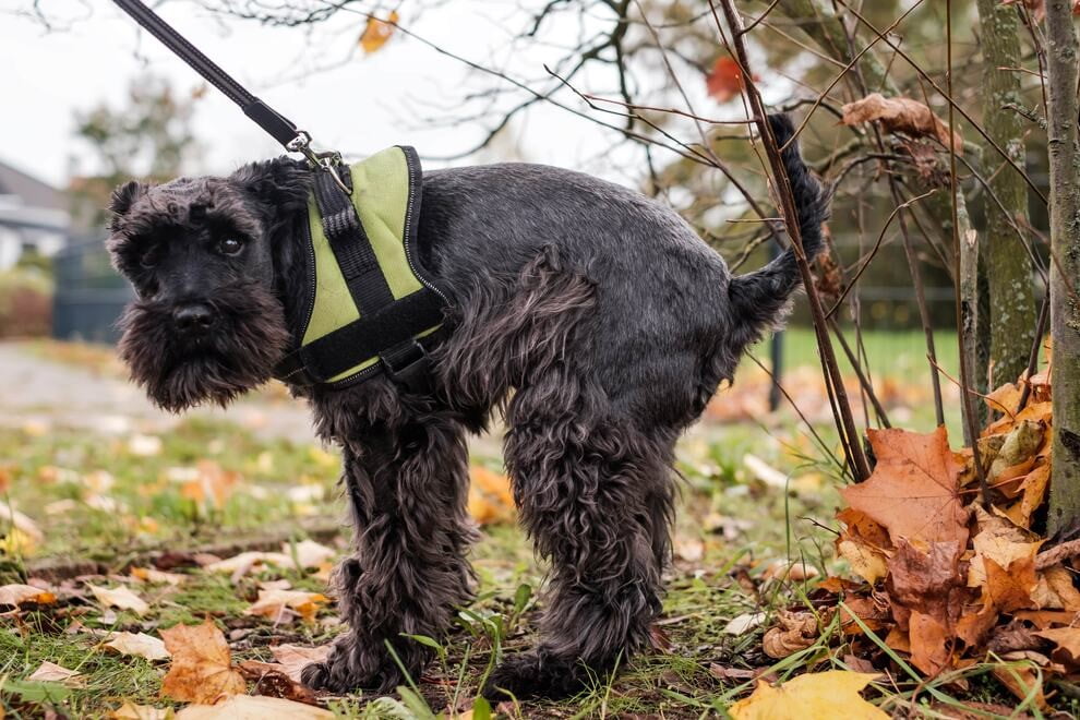 Train Your Dog To Poop On A Leash