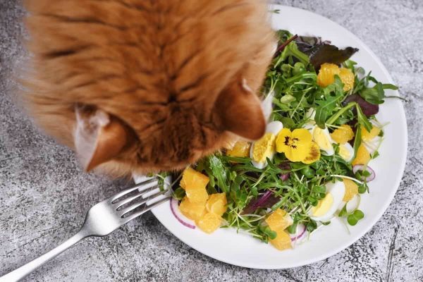 Healthy diet for Pet - Complete Pet care guide