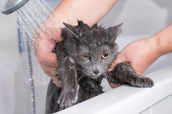 Regular bath - Complete Pet care guide