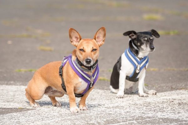 How tight should a harness be - Pet care tips