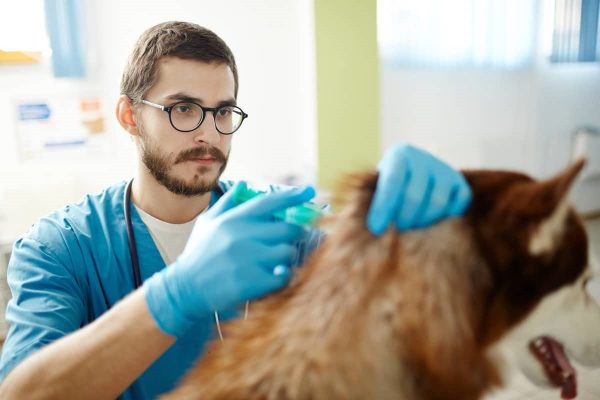 Vaccinate your Pet - Complete Pet care guide